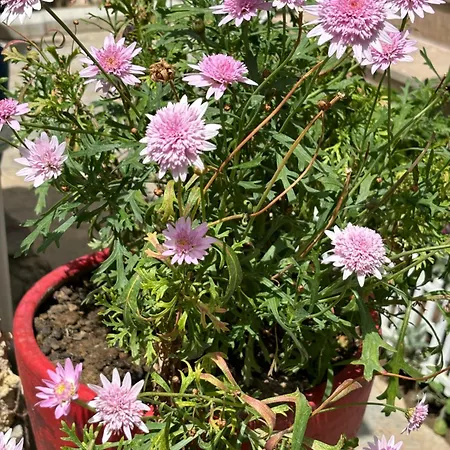 ゲストハウス Tasdelen 3*