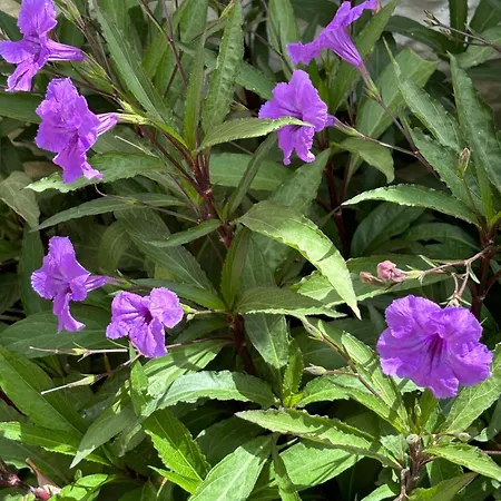 Taşdelen 3* Alaçatı