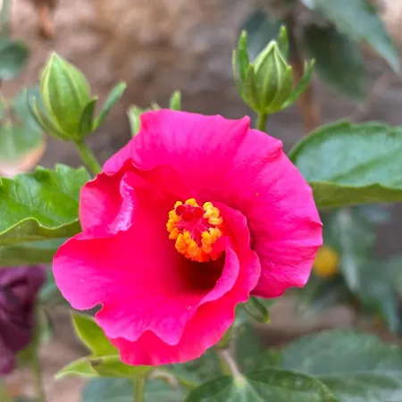 Konukevi Taşdelen 3*