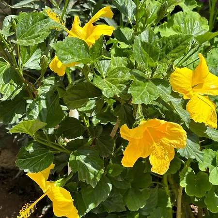 Tasdelen Pensionat 3*